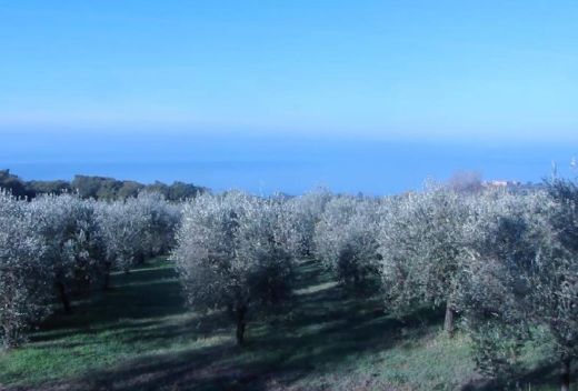 Fattoria Luca Palombaro - 1