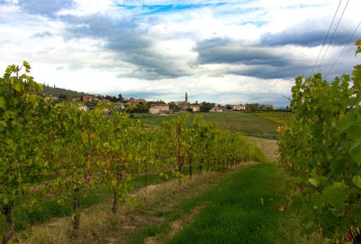 Associazione Strada del Vino Colli del Trasimeno - 3