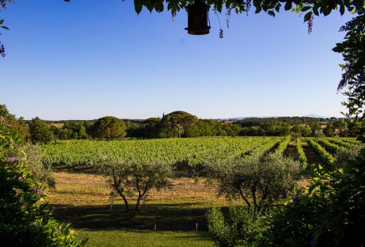 Associazione Strada del Vino Colli del Trasimeno - 6