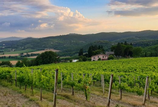 Associazione Strada del Vino Colli del Trasimeno - 10