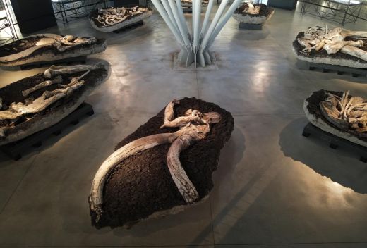 Museo Paleontologico Luigi Boldrini Pietrafitta - 2