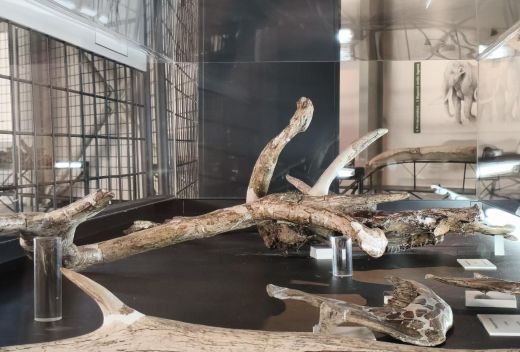 Museo Paleontologico Luigi Boldrini Pietrafitta - 3