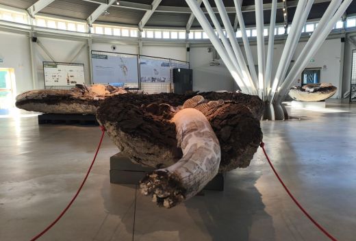 Museo Paleontologico Luigi Boldrini Pietrafitta - 7