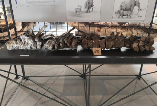 Museo Paleontologico Luigi Boldrini Pietrafitta - 8