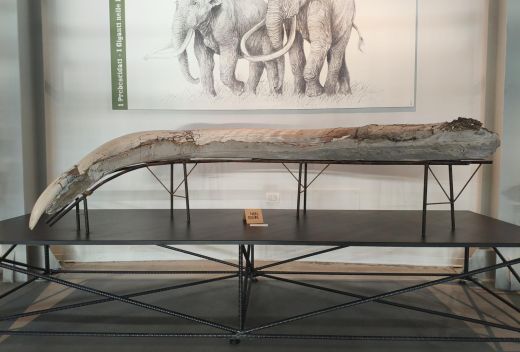 Museo Paleontologico Luigi Boldrini Pietrafitta - 9