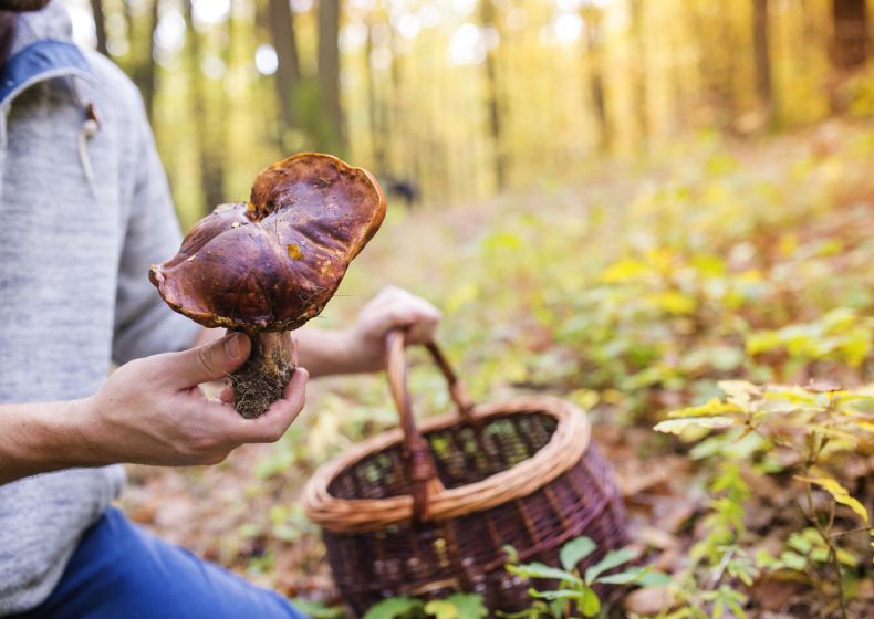 La Terre des Savoirs et des Saveurs 5