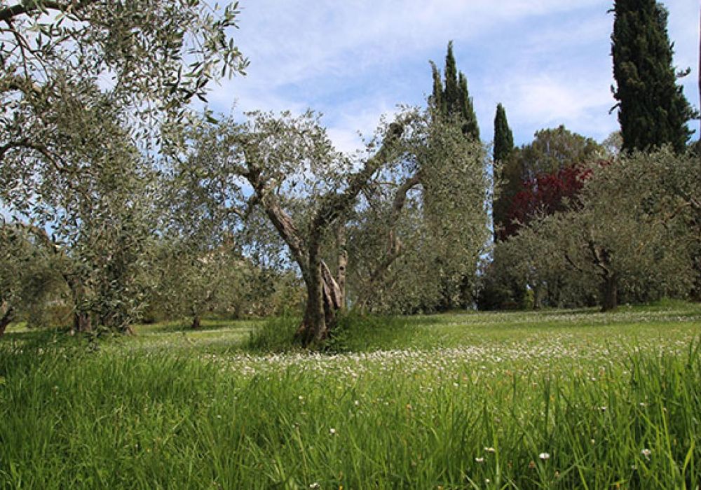 Agriturismo Romitorio di Bacoccoli  Giulia - 3