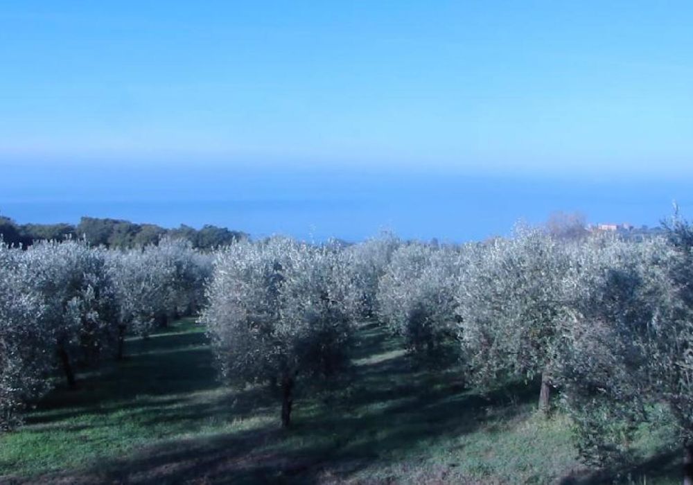 Fattoria Luca Palombaro - 1