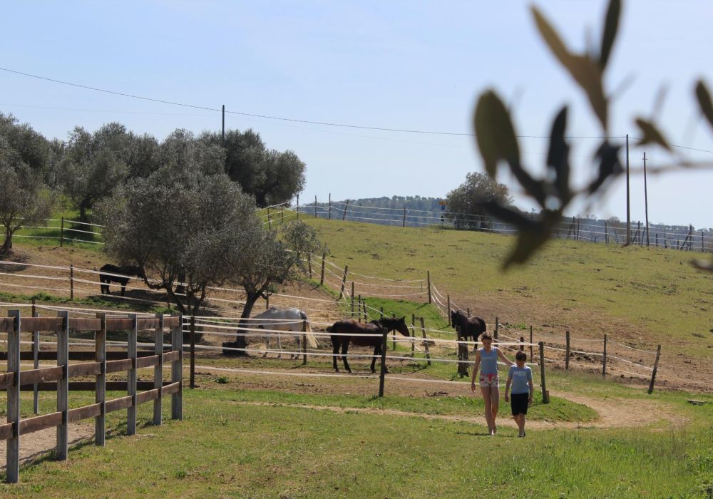 Centro Ippico Poggio del Pero - 3