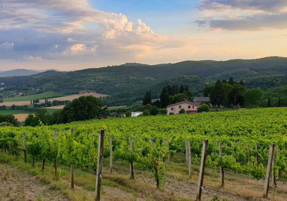 Associazione Strada del Vino Colli del Trasimeno - 10