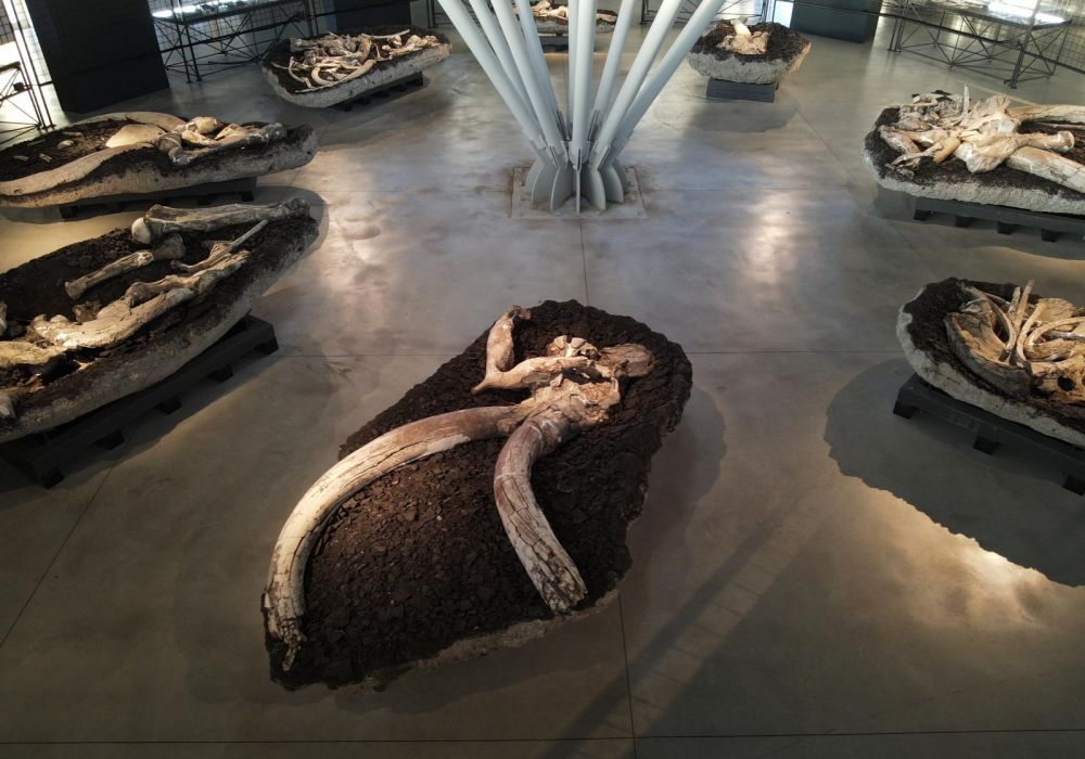 Museo Paleontologico Luigi Boldrini Pietrafitta - 2