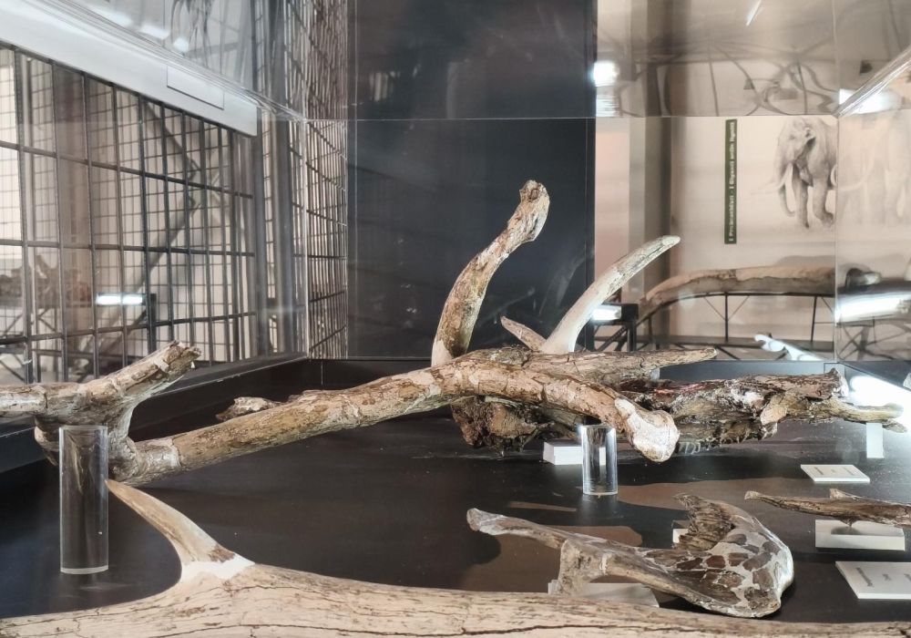 Museo Paleontologico Luigi Boldrini Pietrafitta - 3