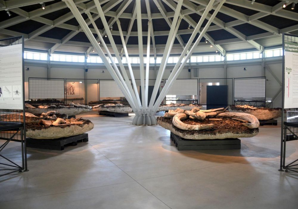 Museo Paleontologico Luigi Boldrini Pietrafitta - 4