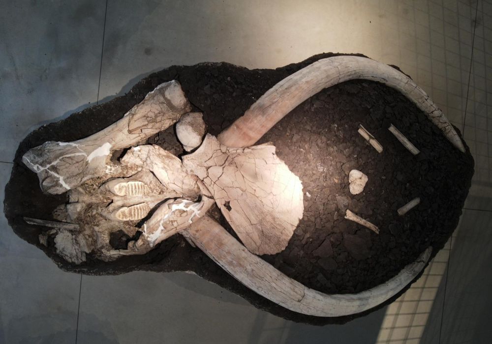 Museo Paleontologico Luigi Boldrini Pietrafitta - 6