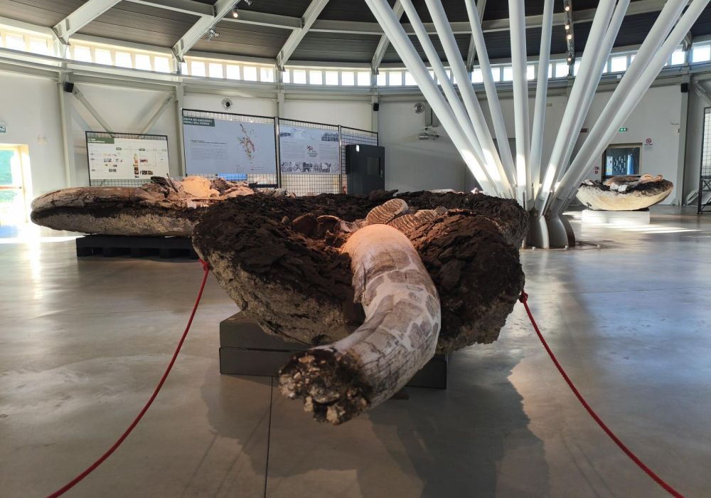 Museo Paleontologico Luigi Boldrini Pietrafitta - 7