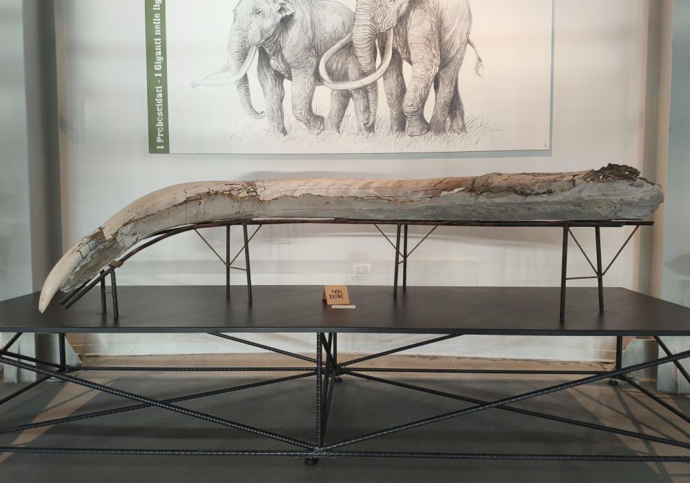 Museo Paleontologico Luigi Boldrini Pietrafitta - 9
